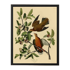 Zenaida Dove