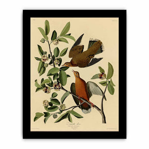 Zenaida Dove