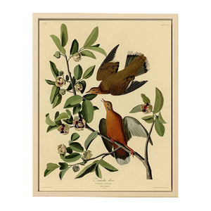 Zenaida Dove