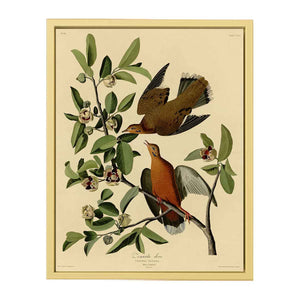 Zenaida Dove