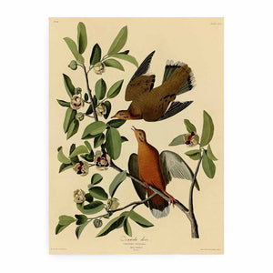 Zenaida Dove