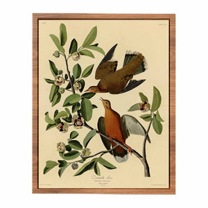 Zenaida Dove