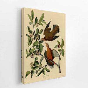 Zenaida Dove