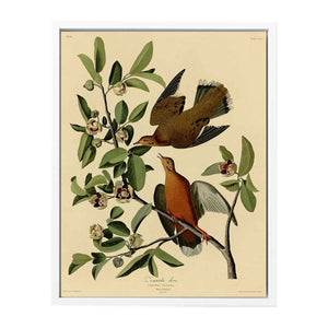 Zenaida Dove