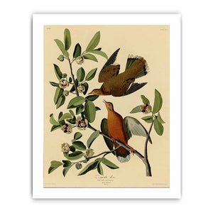 Zenaida Dove