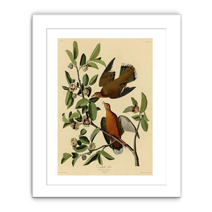 Zenaida Dove
