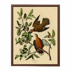 Zenaida Dove
