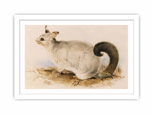 Trichosurus vulpecula (Common Brushtail Possum)
