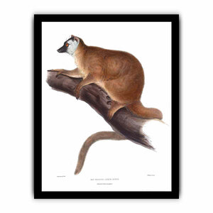 Lemur rufus