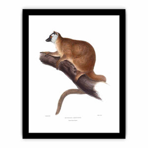 Lemur rufus