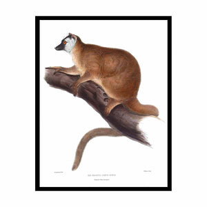 Lemur rufus