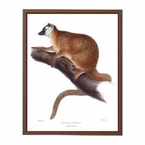 Lemur rufus