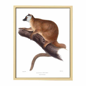 Lemur rufus
