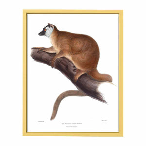 Lemur rufus