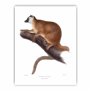 Lemur rufus