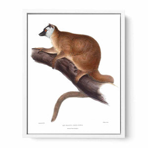 Lemur rufus