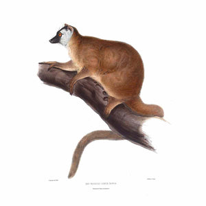 Lemur rufus