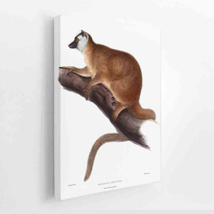 Lemur rufus