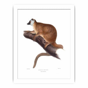 Lemur rufus