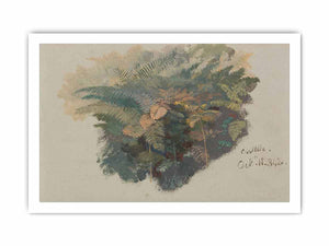 A Study of Ferns