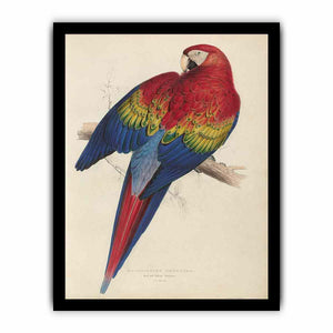 Macrocercus aracanga
