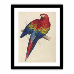 Macrocercus aracanga