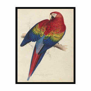Macrocercus aracanga