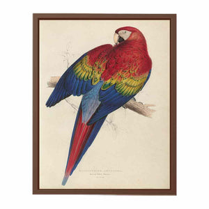 Macrocercus aracanga
