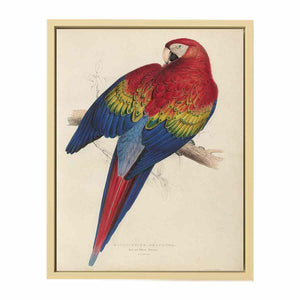 Macrocercus aracanga