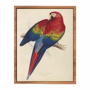 Macrocercus aracanga