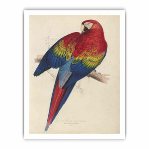 Macrocercus aracanga