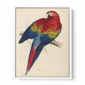 Macrocercus aracanga