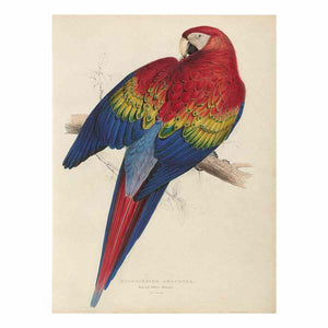 Macrocercus aracanga