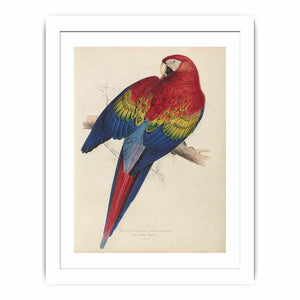 Macrocercus aracanga