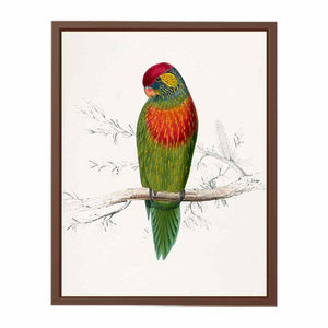 Psitteuteles versicolor by Edward Lear