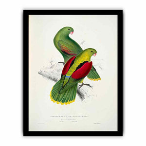 Aprosmictus erythropterus -Platycercus erythropterus. Crimson-winged parrakeet -by Edward Lear