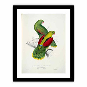 Aprosmictus erythropterus -Platycercus erythropterus. Crimson-winged parrakeet -by Edward Lear