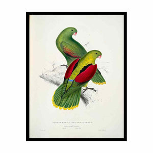 Aprosmictus erythropterus -Platycercus erythropterus. Crimson-winged parrakeet -by Edward Lear