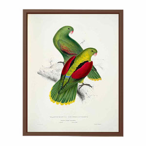 Aprosmictus erythropterus -Platycercus erythropterus. Crimson-winged parrakeet -by Edward Lear