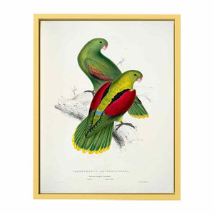 Aprosmictus erythropterus -Platycercus erythropterus. Crimson-winged parrakeet -by Edward Lear