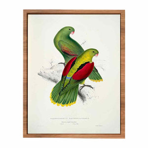 Aprosmictus erythropterus -Platycercus erythropterus. Crimson-winged parrakeet -by Edward Lear