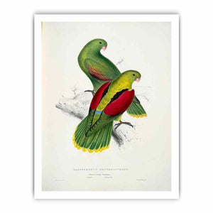 Aprosmictus erythropterus -Platycercus erythropterus. Crimson-winged parrakeet -by Edward Lear