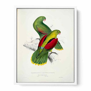 Aprosmictus erythropterus -Platycercus erythropterus. Crimson-winged parrakeet -by Edward Lear