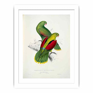 Aprosmictus erythropterus -Platycercus erythropterus. Crimson-winged parrakeet -by Edward Lear