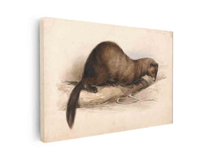 A Weasel
