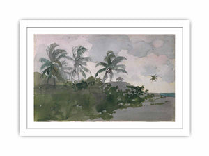 Coconut Palms