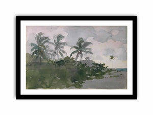 Coconut Palms