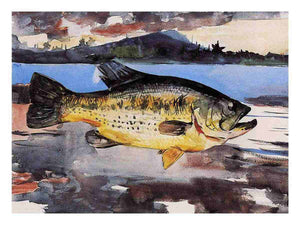 Bass