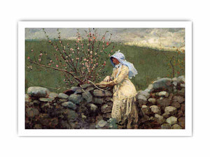 Peach Blossoms