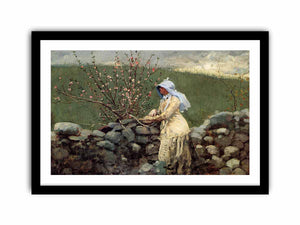 Peach Blossoms